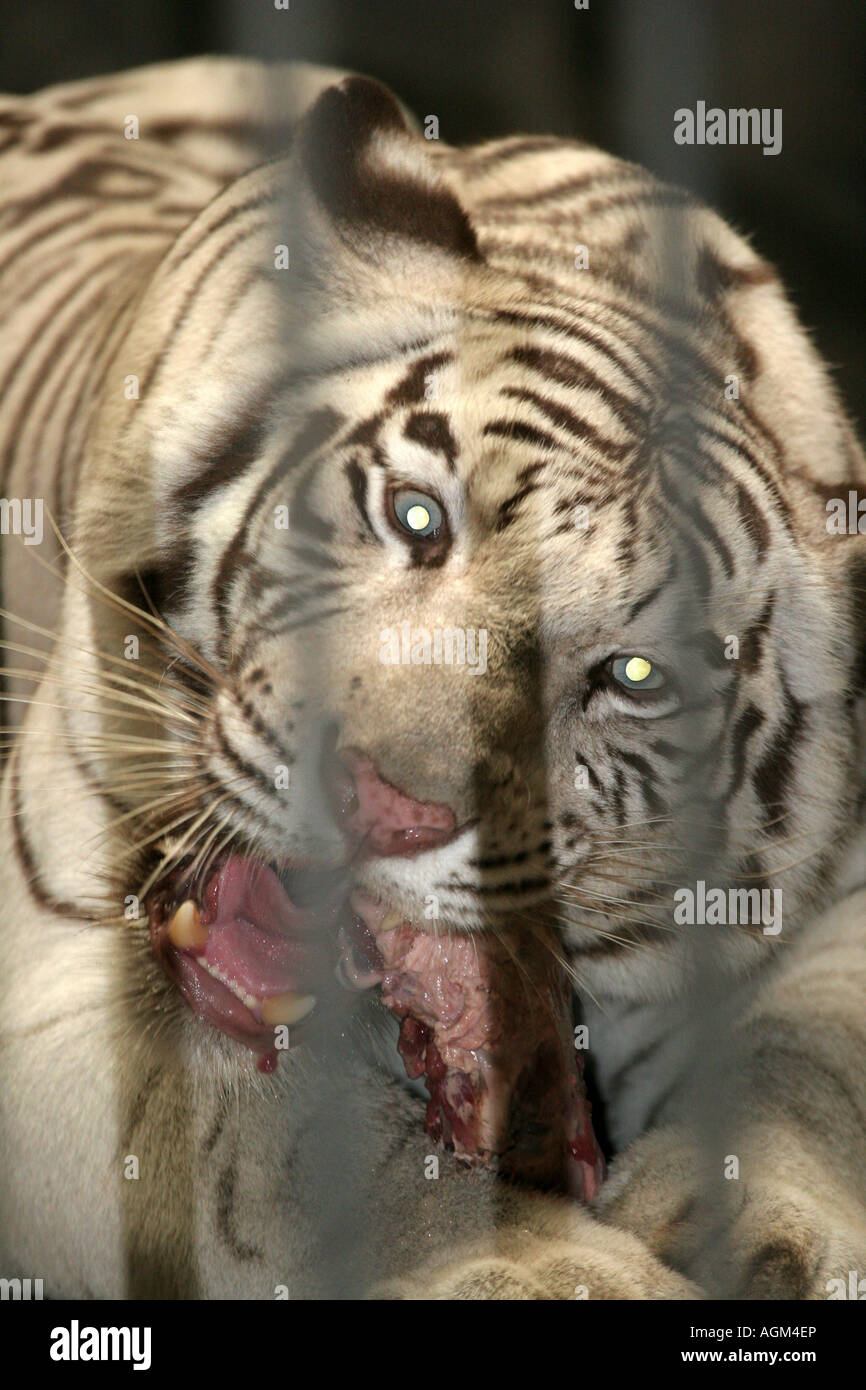 Tiger in beijing zoo china hi-res stock photography and images - Alamy