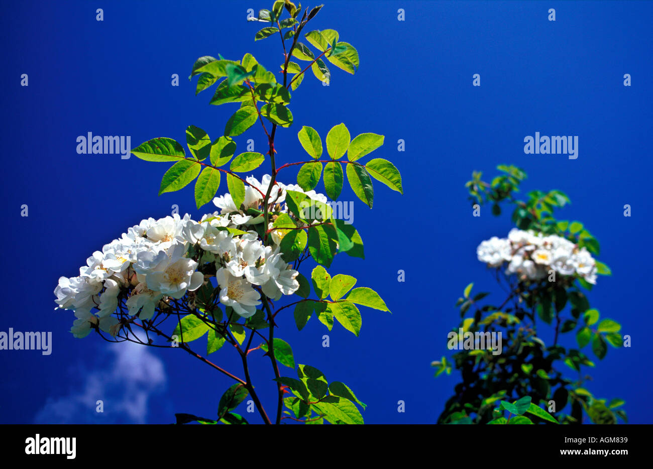 Rambler rose bobbie james hi-res stock photography and images - Alamy