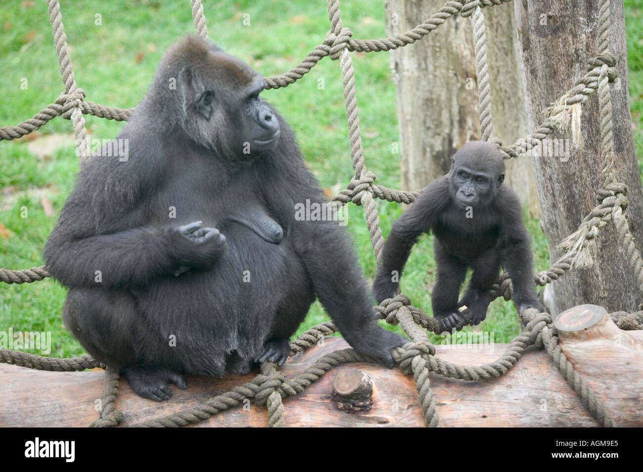 Gorilla at Jersey Zoo with baby Stock Photo Alamy