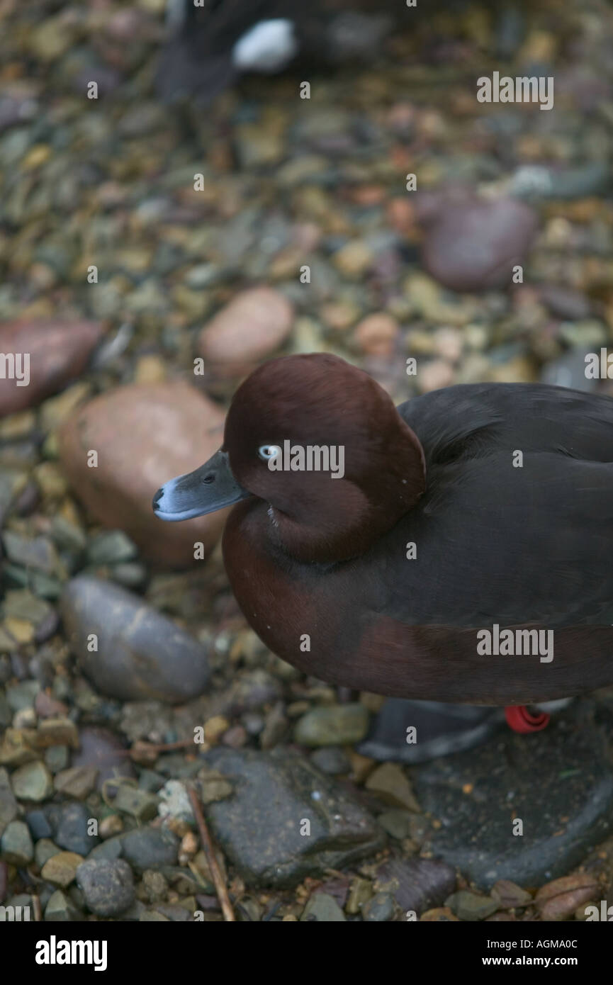 Ferruginous duck at Jersey Zoo Jersey Channel Islands Stock Photo Alamy