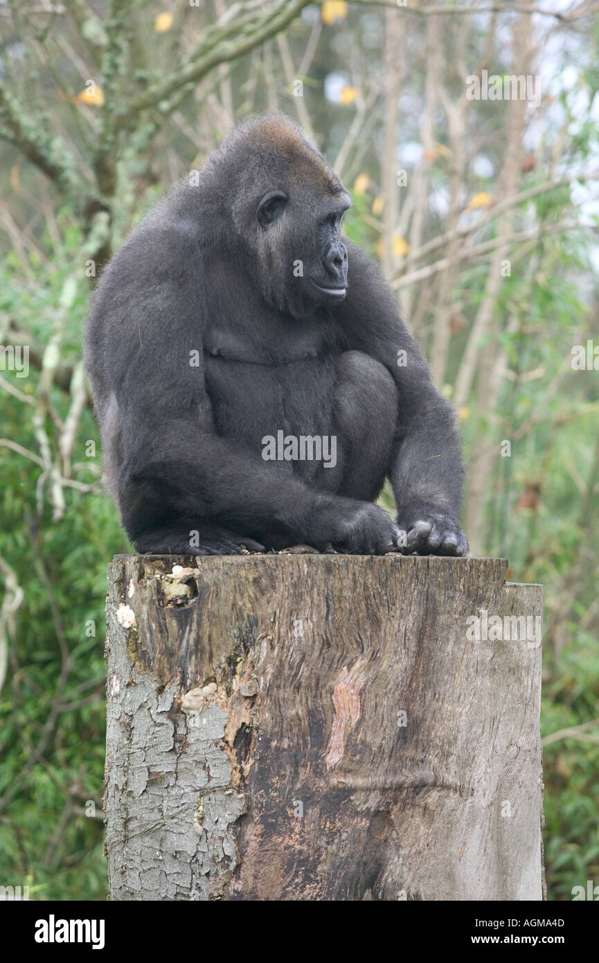 Gorilla at Jersey Zoo with baby Stock Photo Alamy