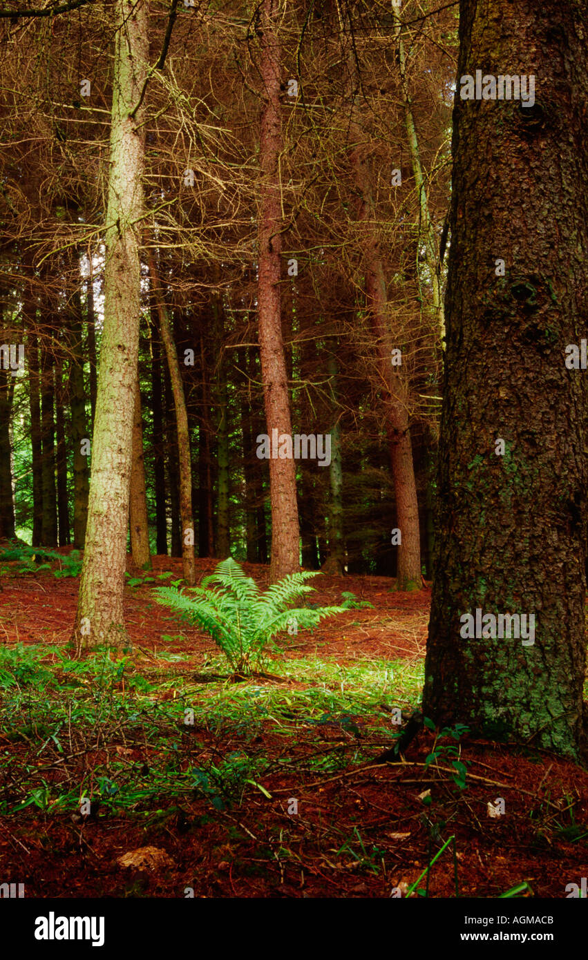 Ferns And Pine Trees East of Temple Guiting Cotswolds Gloucester UK Stock Photo
