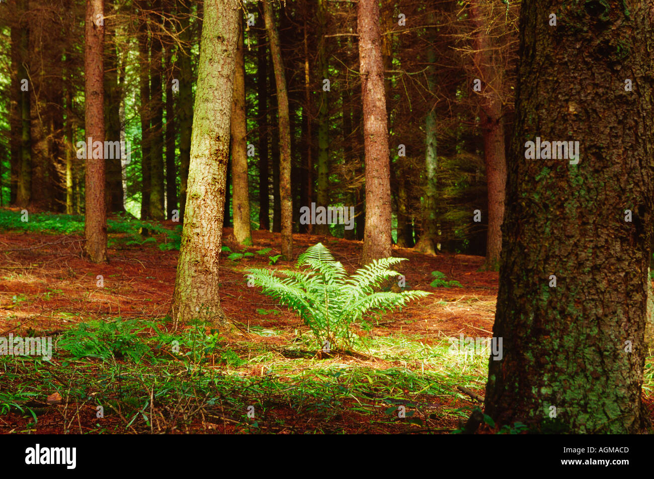 Ferns And Pine Trees East of Temple Guiting Cotswolds Gloucester Stock Photo
