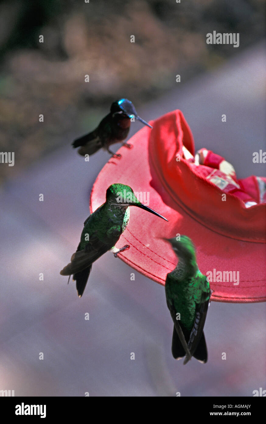 Costa Rica Monte Verde Cloud Forest National Park, Green Crowned Brilliant hummingbird, Heliothryx Barroti Stock Photo