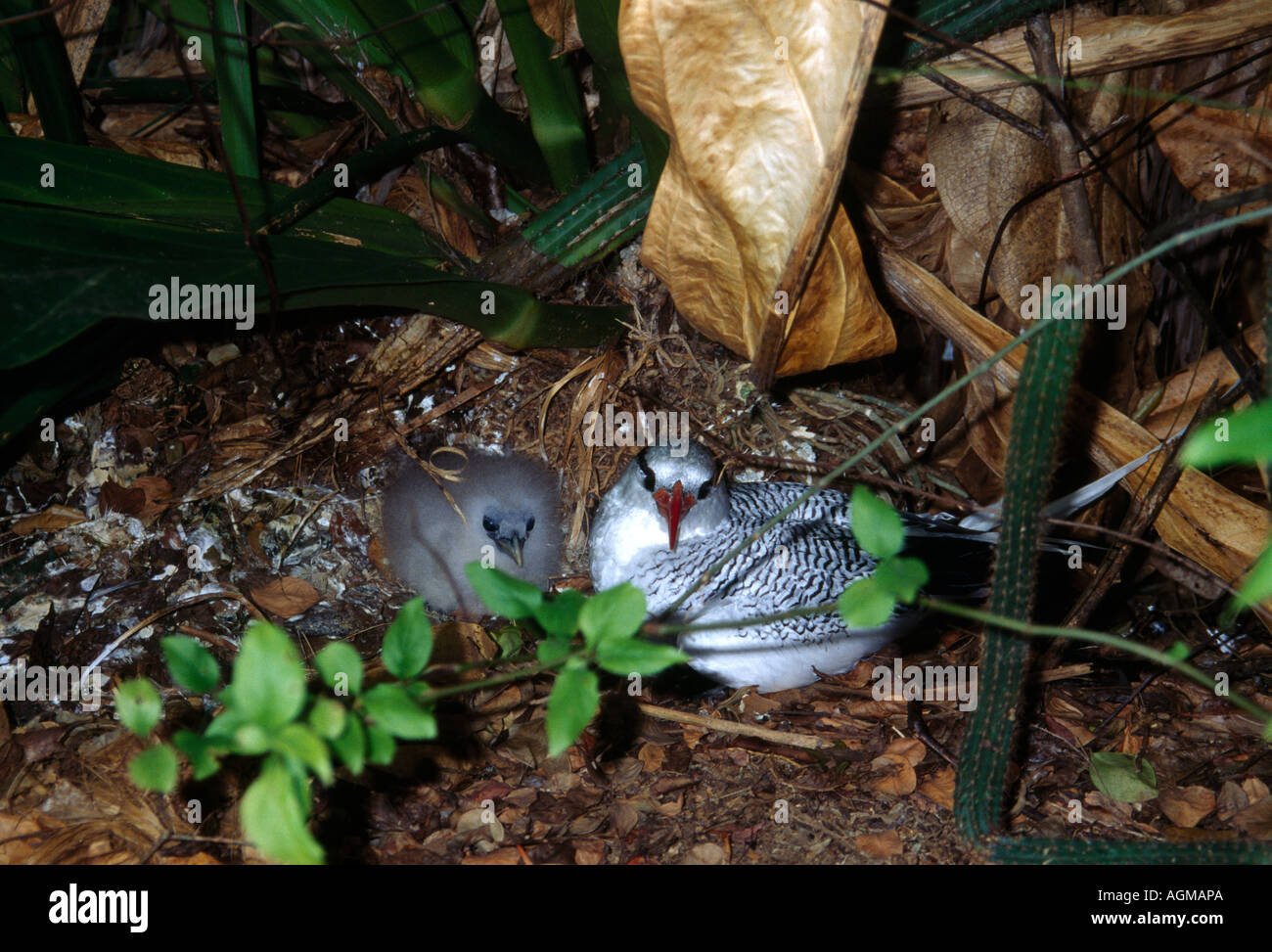 Tobago Island Of Little Tobago Red-Billed Tropicbird And Chick In Nest Stock Photo