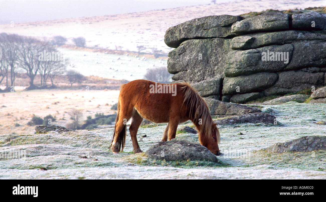 Dartmoor pony grazing on a frosty dawn near Frenchbeer Tor Dartmoor