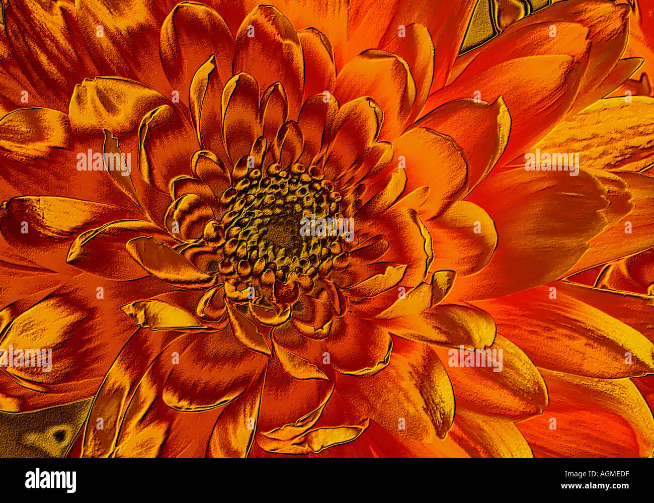 Detail of Chrysanthemum Bloom Digitally Manipulated Stock Photo