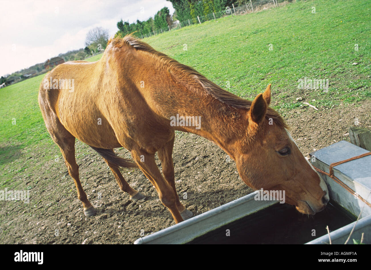 Horse at Drinking Trough Stock Photo - Alamy
