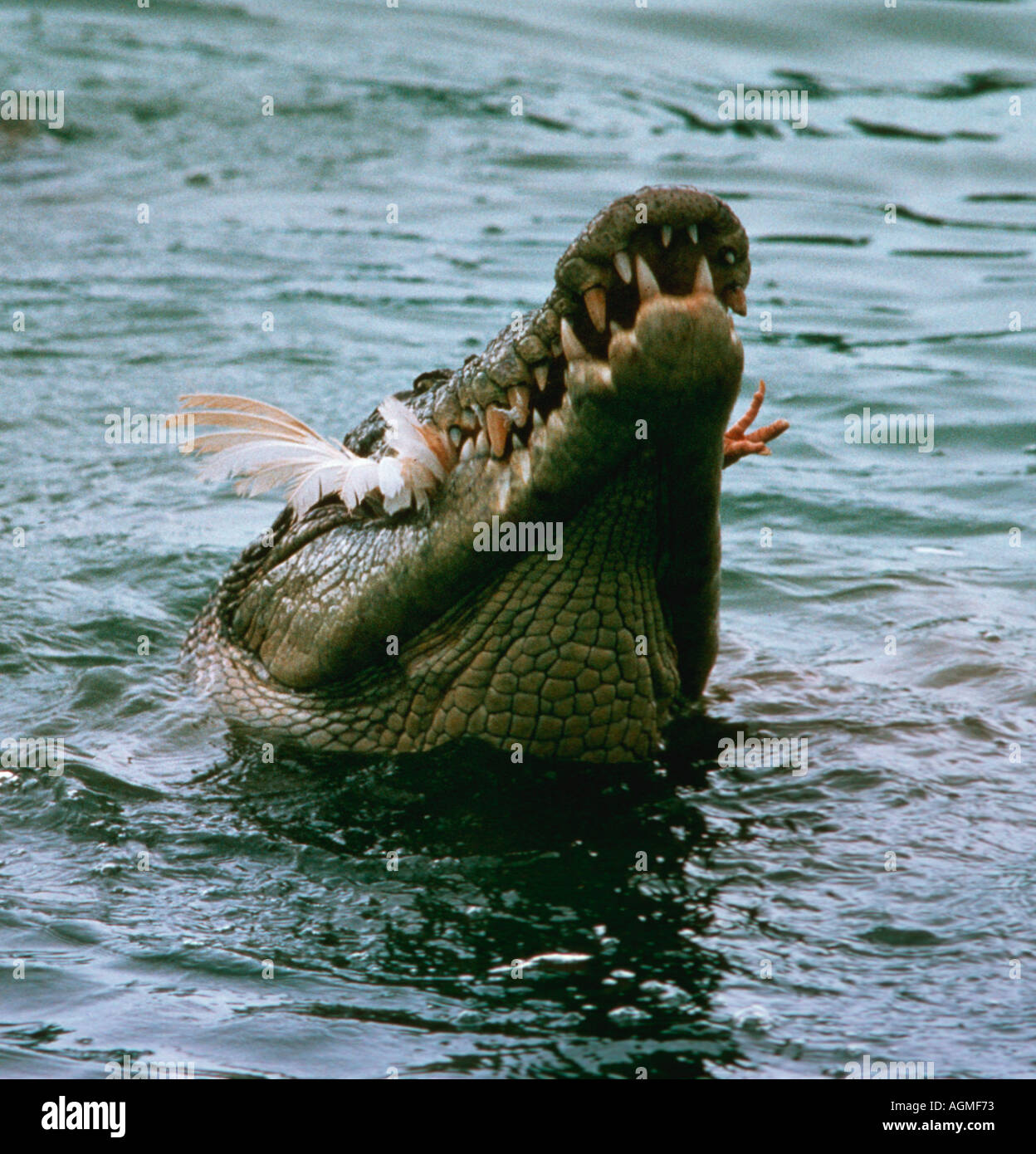 Saltwater crocodile (Crocodylus porosus) feeding on a dead chicken ... Biology Diagrams