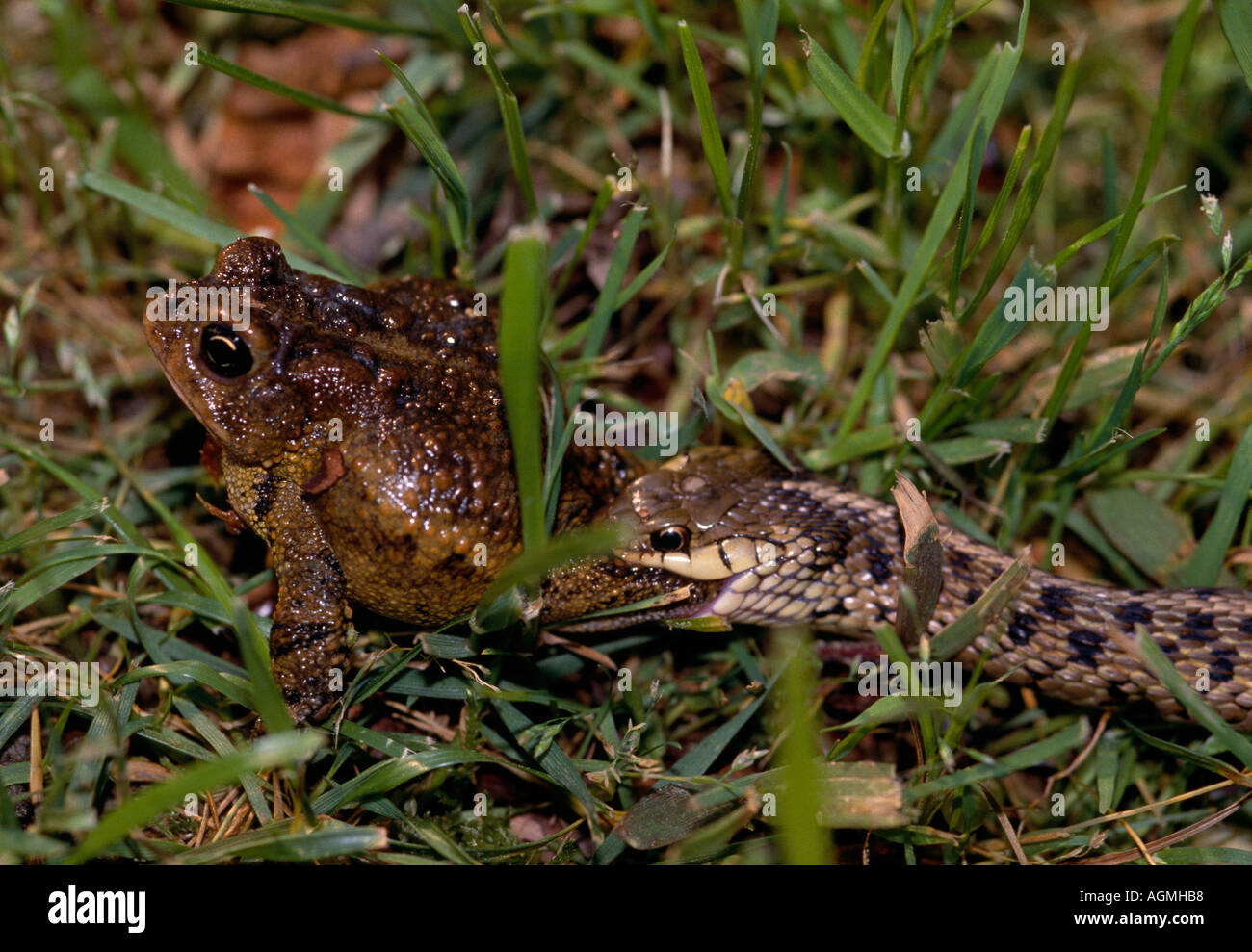 VA Virginia Beach Snake eating a toad Stock Photo
