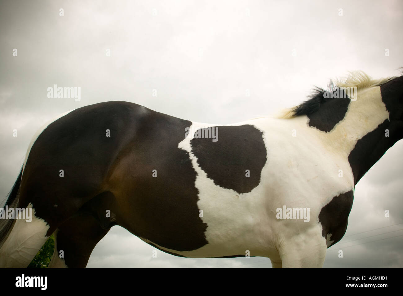 Coloured Horse Stock Photo