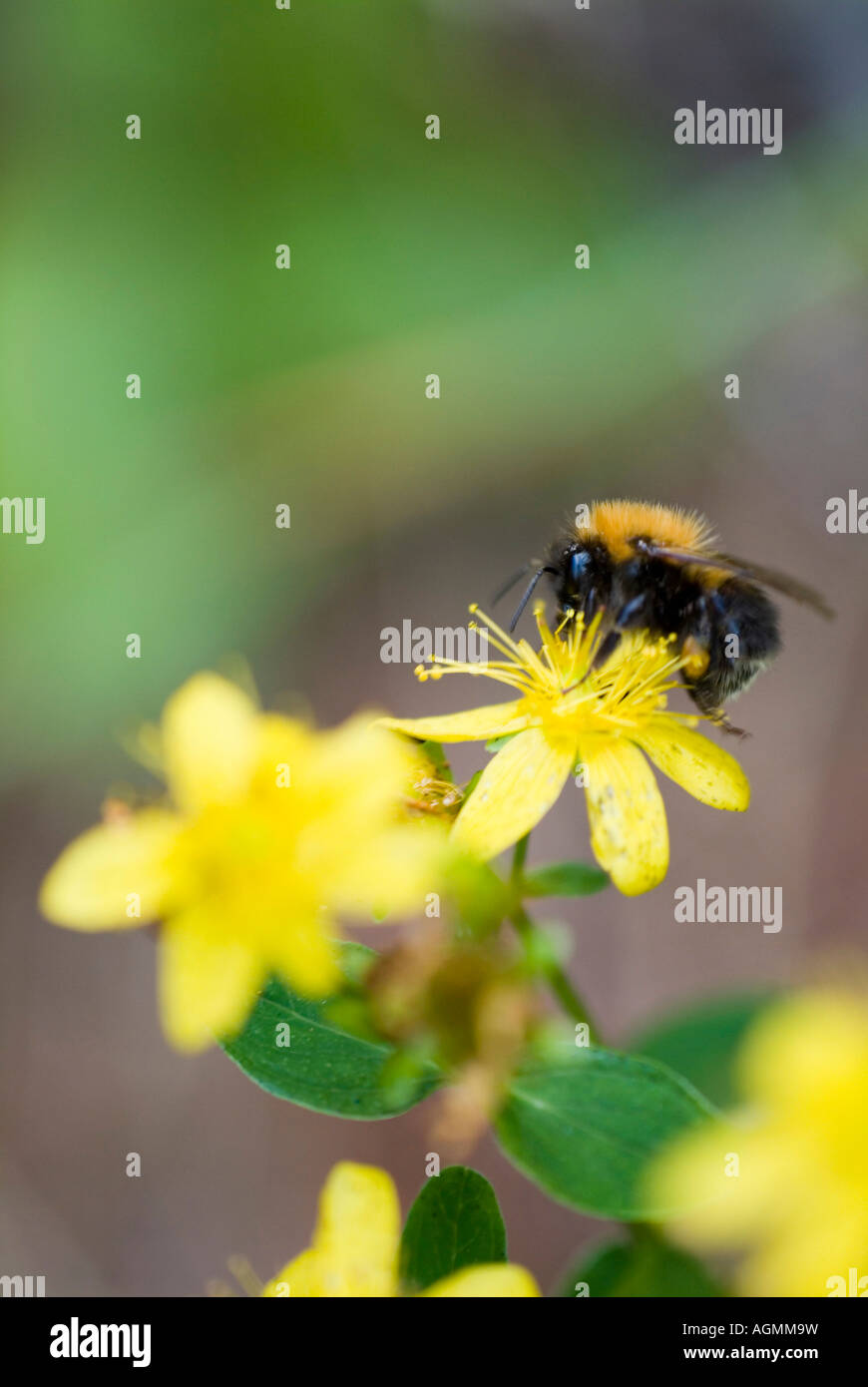 bumble bee on blossoms of St John s wort Hypericum perforatum medicinal plant Stock Photo