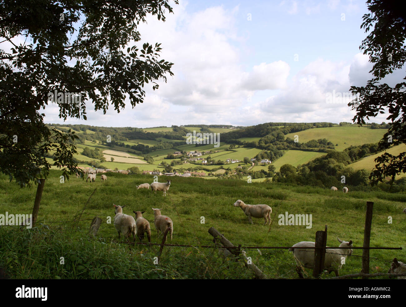 sheep grazing in a field in devon england uk Stock Photo