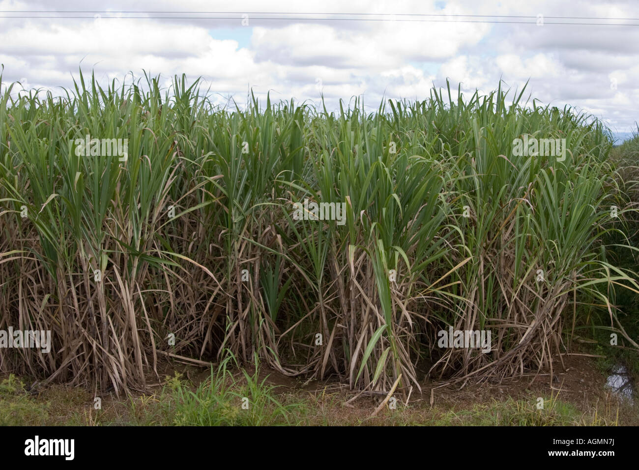 Sugar cane plantation. Aguadulce, Cocle, Panama, Central America Stock