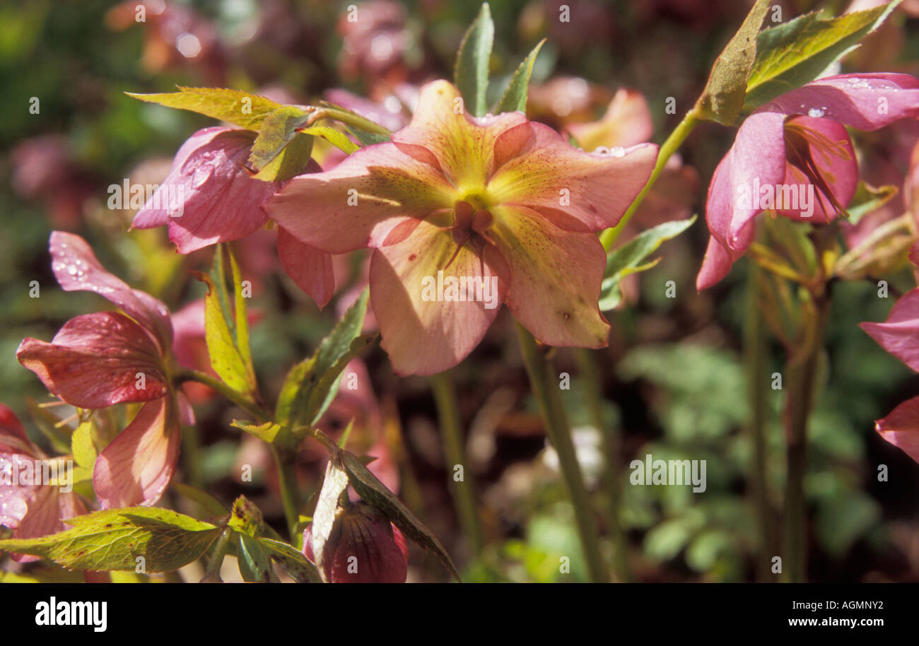 Fothergilla Major Stock Photo