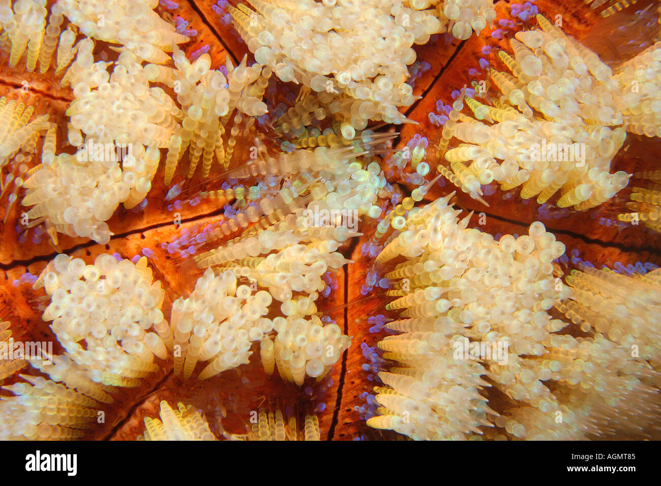 Fire urchin Asthenosoma varium night West Escarceo Puerto Galera Mindoro Philippines Stock Photo