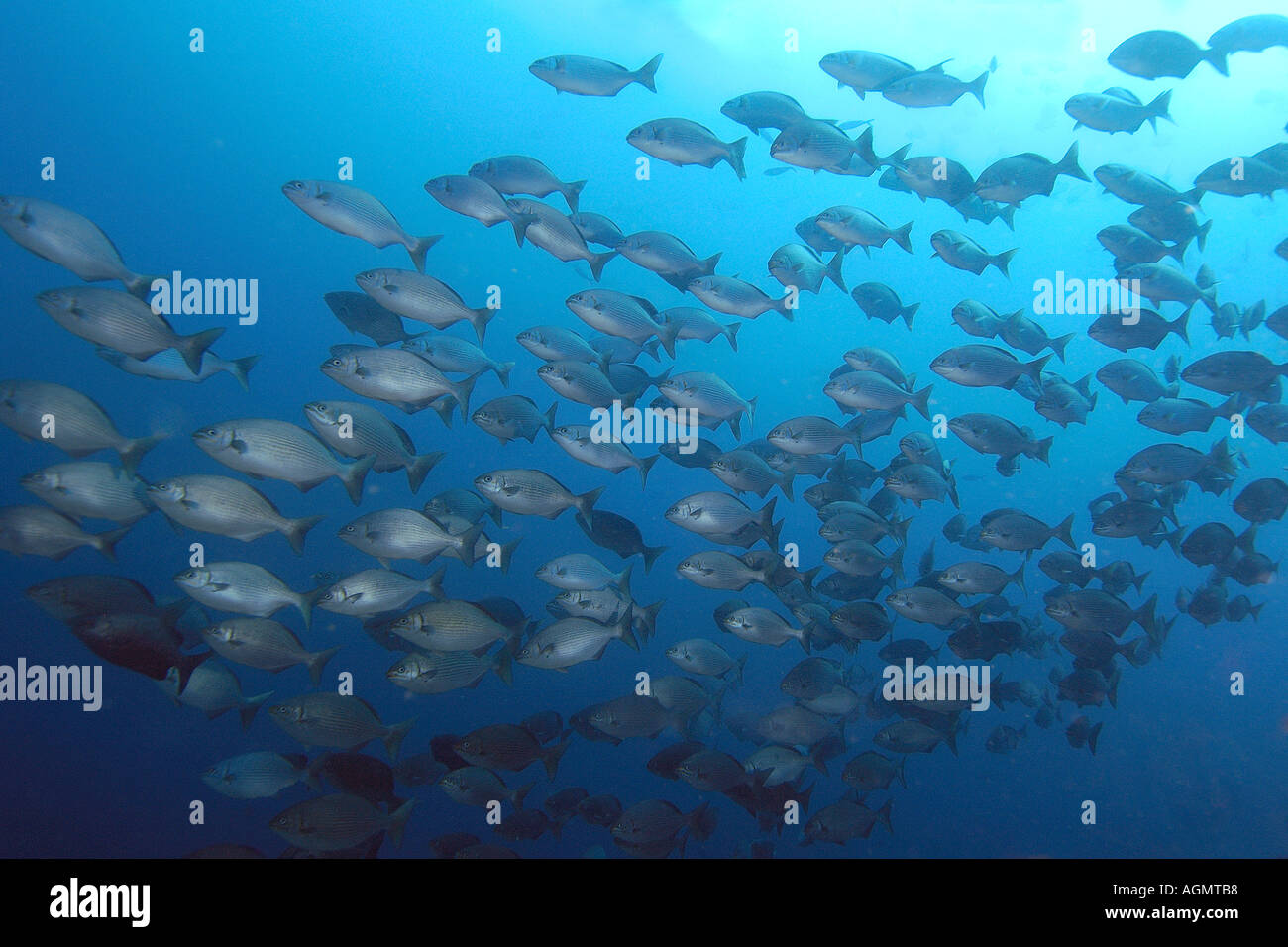 Hundreds of Lowfin drummers Kyphosus vaigiensis schooling Canyons Puerto Galera Philippines Stock Photo