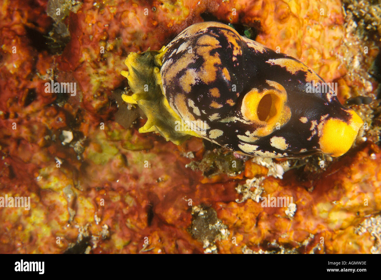 Ascidian Polycarpa aurata Puerto Galera Mindoro Philippines Stock Photo