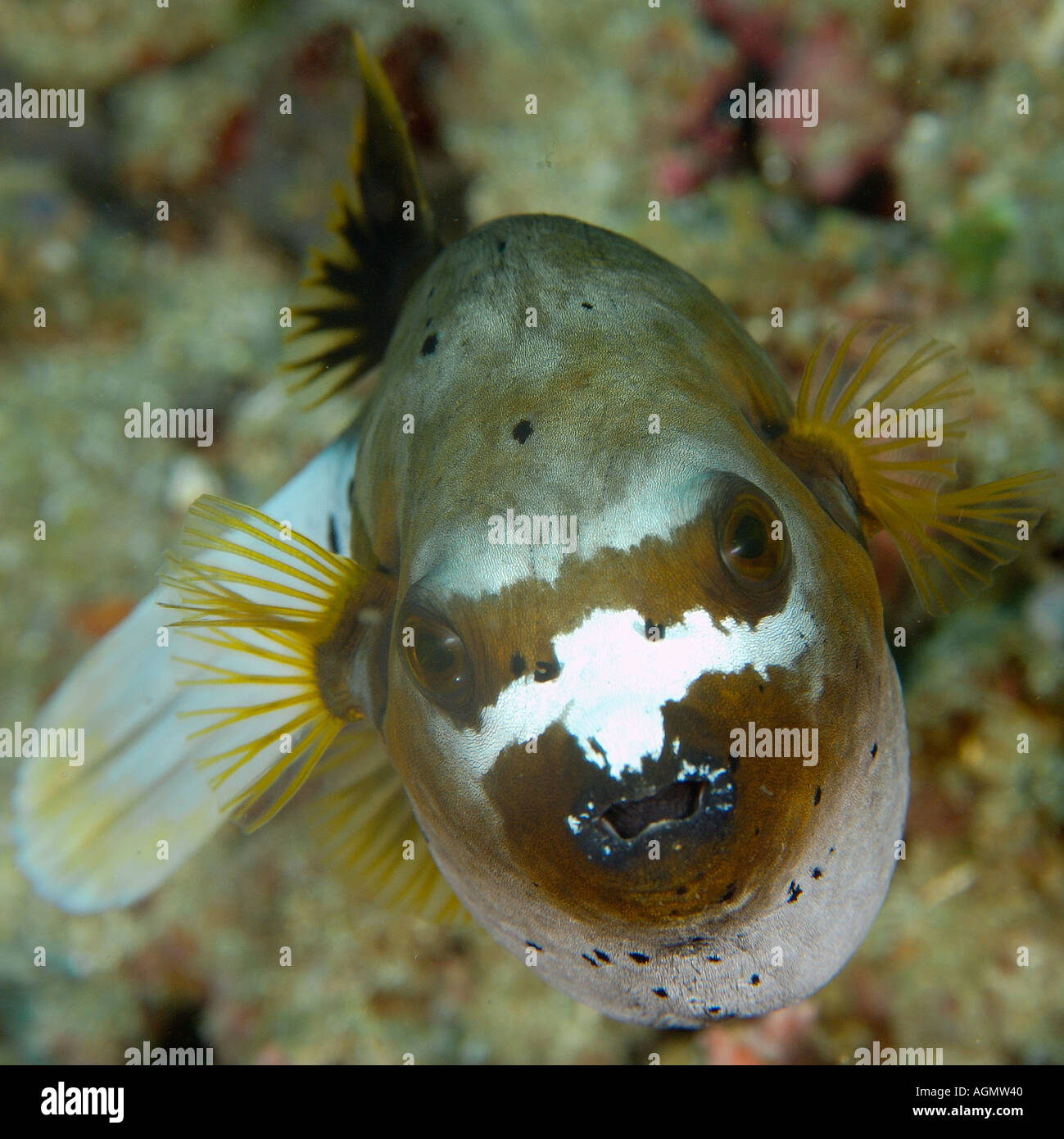 Blackspotted puffer fish Arothron nigropunctatus Sinandigan wall Puerto Galera Mindoro Philippines Stock Photo