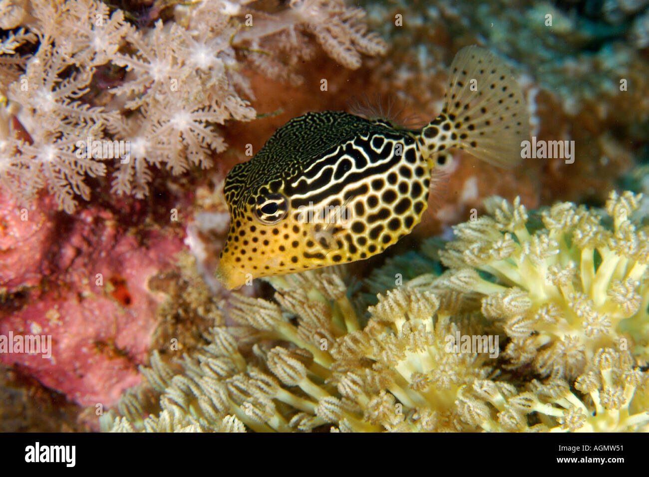 Solor boxfish Ostracion solorensis female Dungan wall Puerto Galera Mindoro Philippines Stock Photo