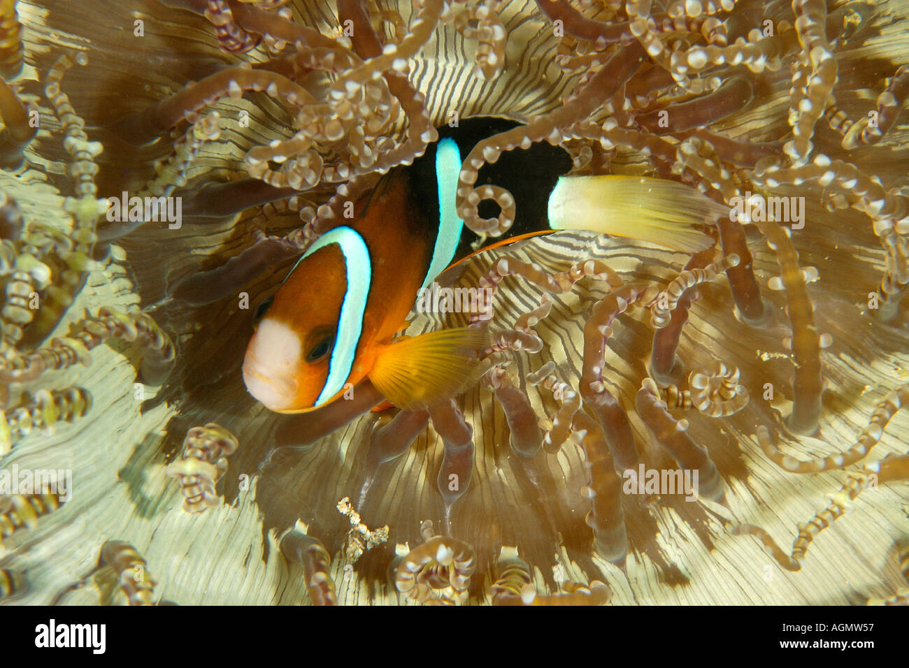 Clark s anemonefish Amphiprion clarkii in beaded sea anemone Heteractis aurora Puerto Galera Mindoro Philippines Stock Photo