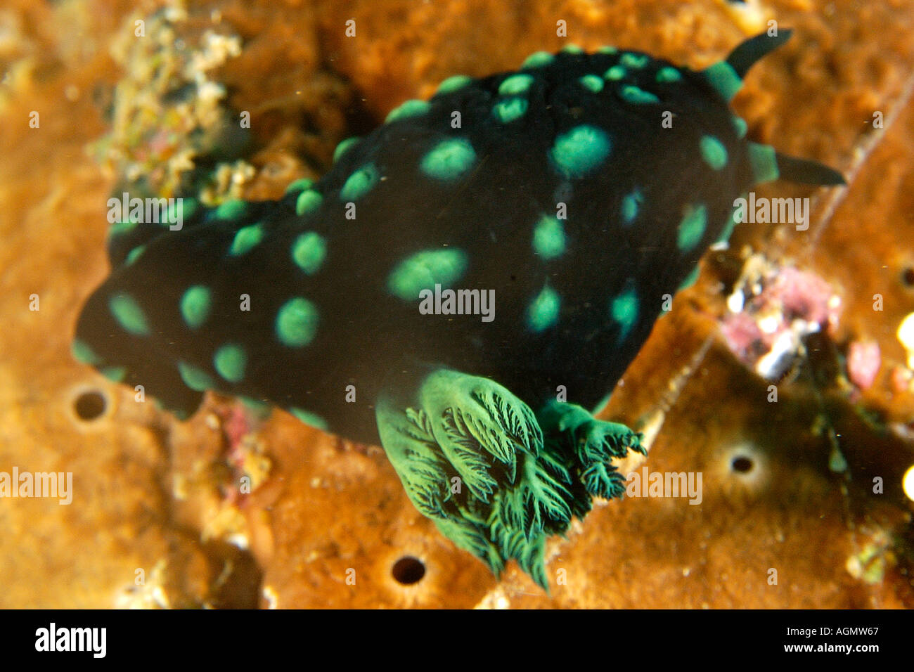 Polycerid nudibranch Nembrotha cristata external gill detail Puerto Galera Mindoro Philippines Stock Photo
