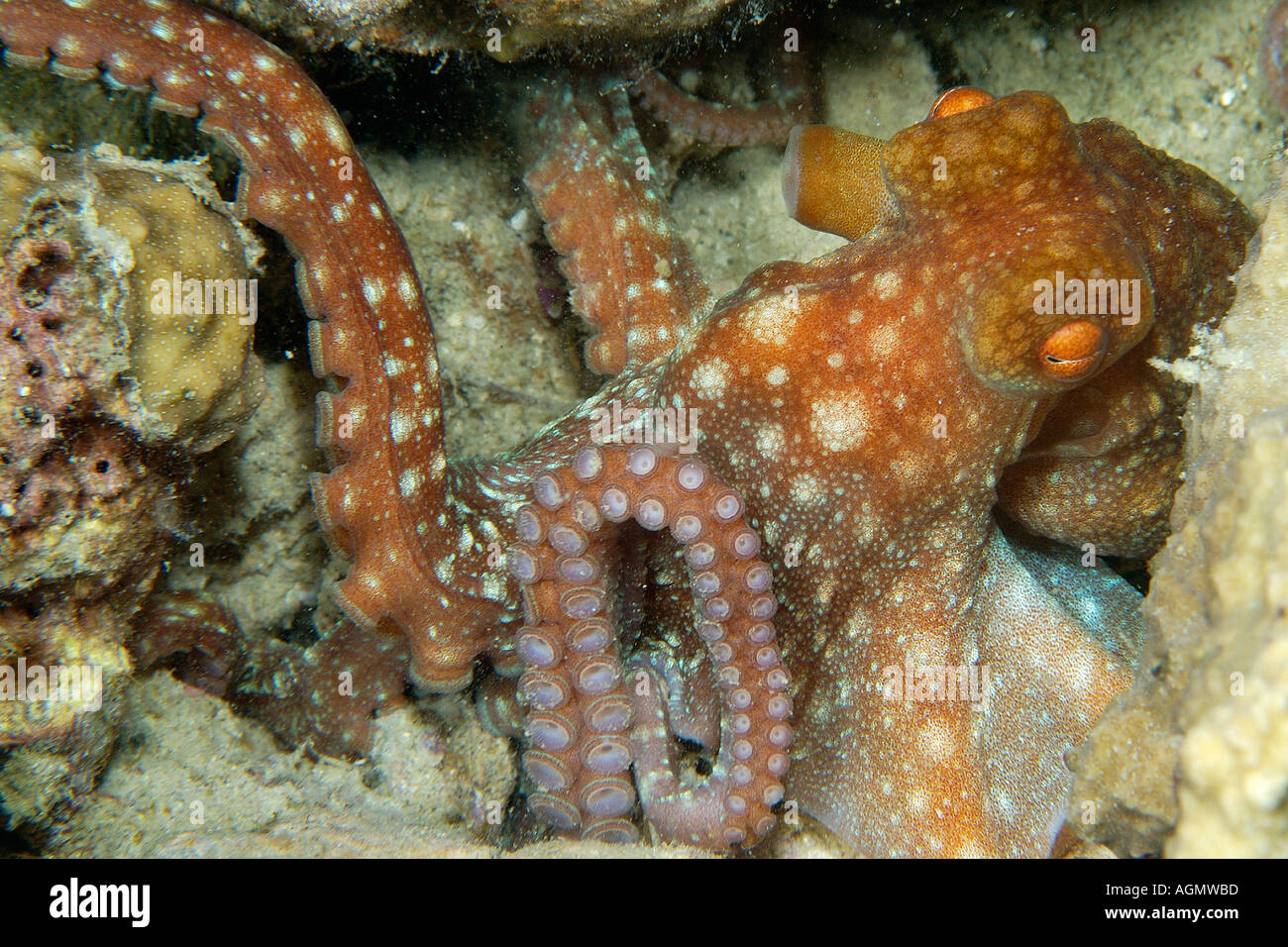 Starry night octopus Octopus luteus foraging on coral reef at night Malapascua Cebu Philippines Visayan Sea Stock Photo