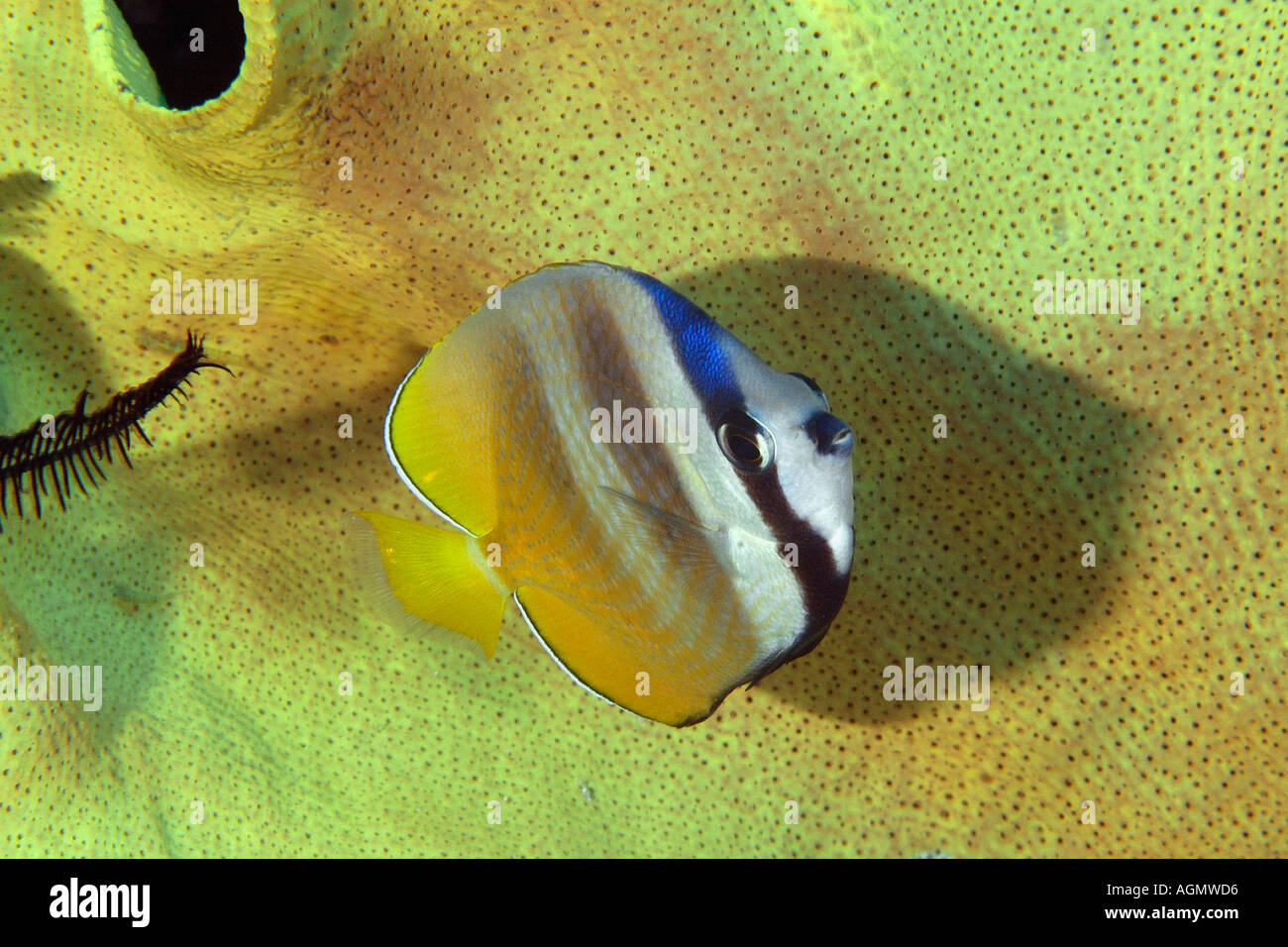 Blacklip butterflyfish Chaetodon kleinii Monkey beach Puerto Galera Mindoro Philippines Stock Photo