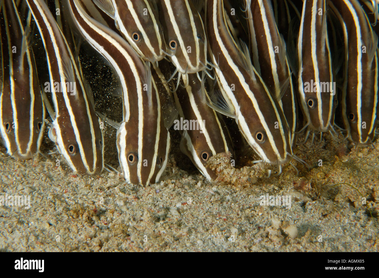 Juvenile striped catfish Plotosus lineatus schooling and feeding on sandy bottom Puerto Galera Mindoro Philippines Stock Photo