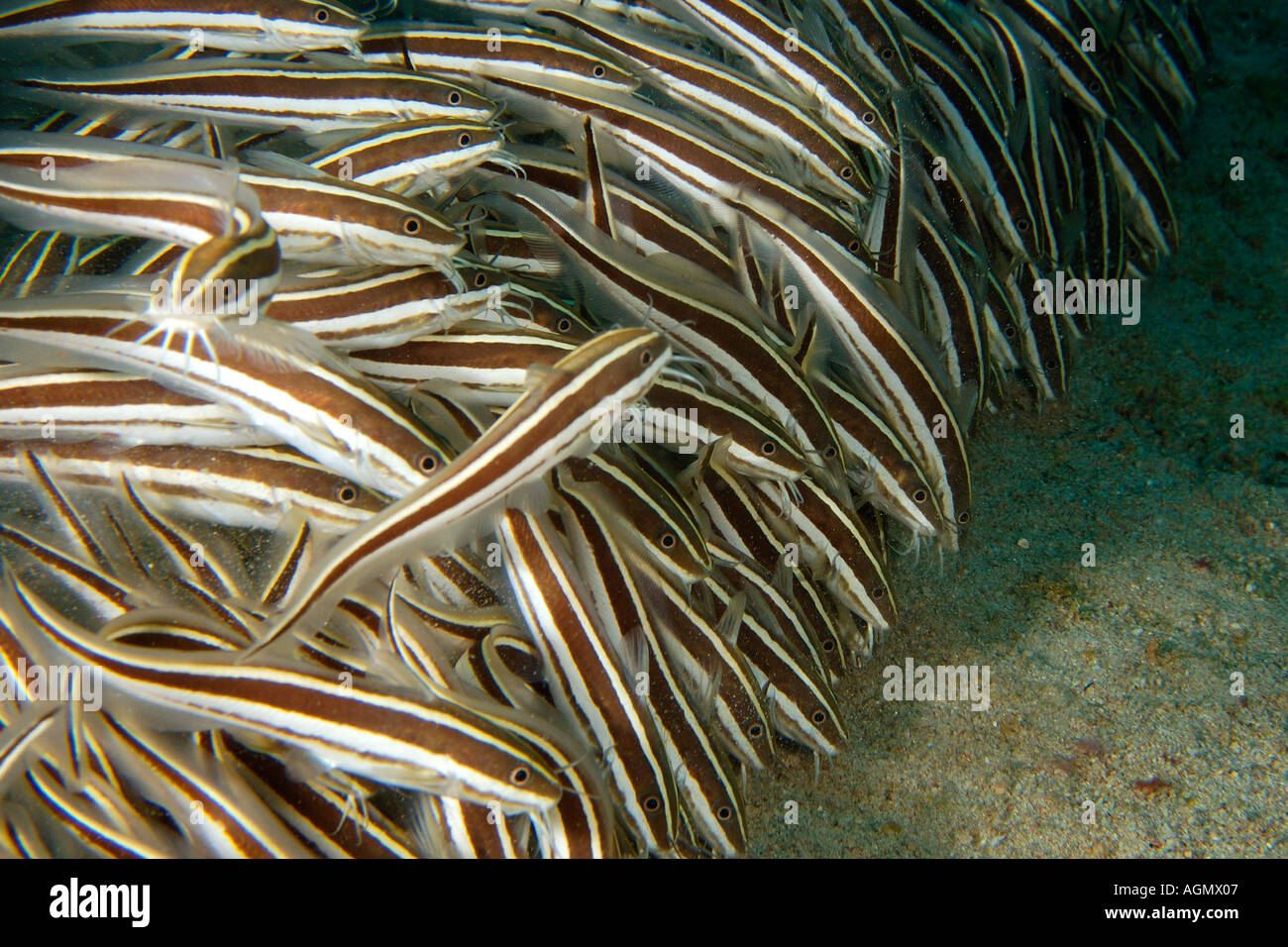 Juvenile striped catfish Plotosus lineatus schooling and feeding on
