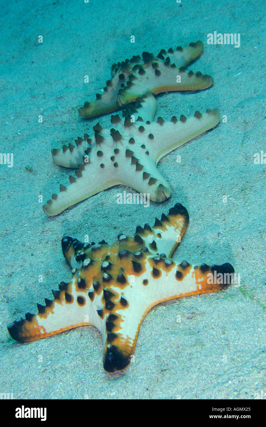 Horned or chocolate chip sea stars Protoreaster nodosus on sandy bottom Puerto Galera Mindoro Philippines Stock Photo
