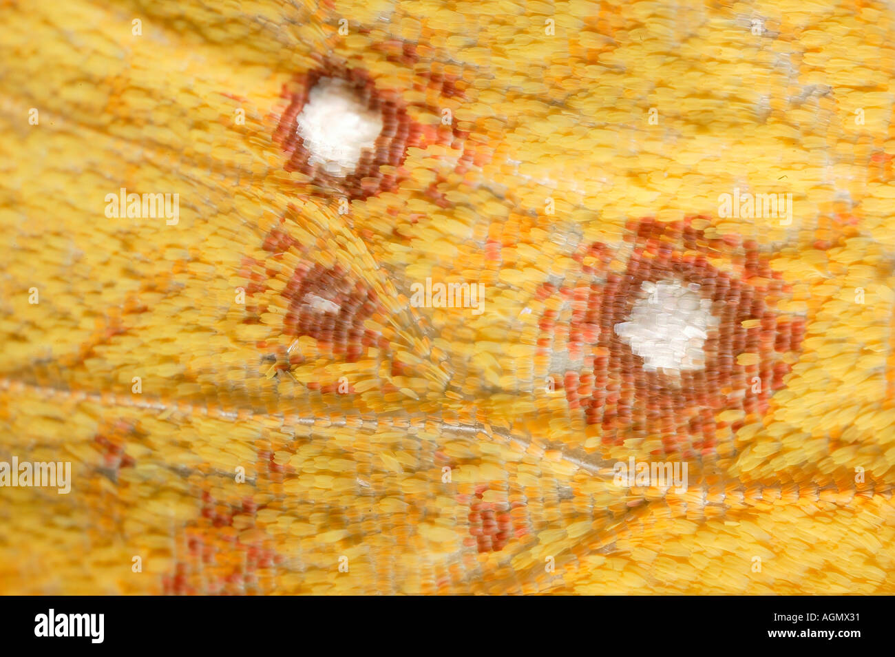 Butterfly wing scales Stock Photo - Alamy