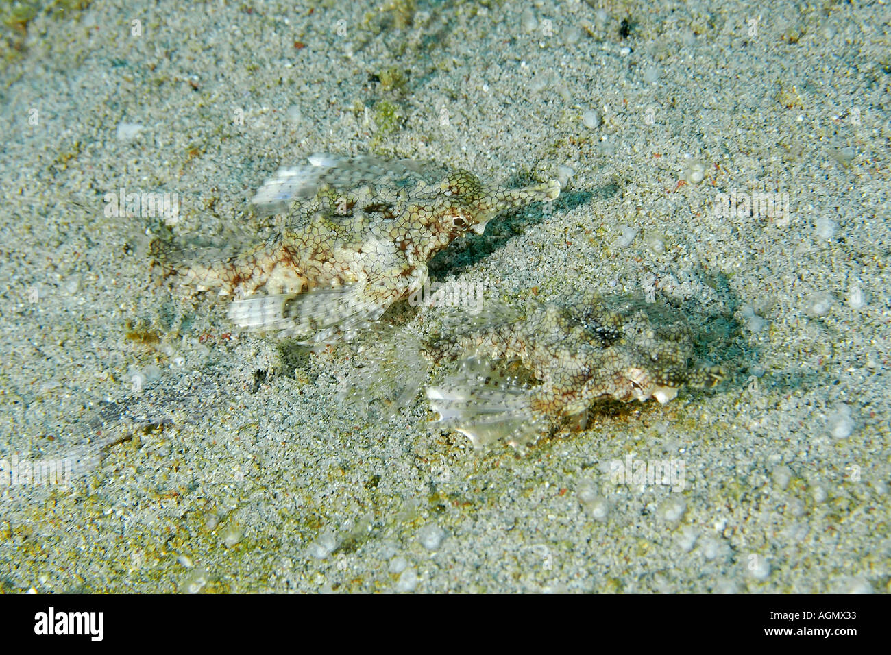 Pair of pegasus fish or dragon sea moth Eurypegasus draconis on sandy bottom Puerto Galera Mindoro Philippines Stock Photo
