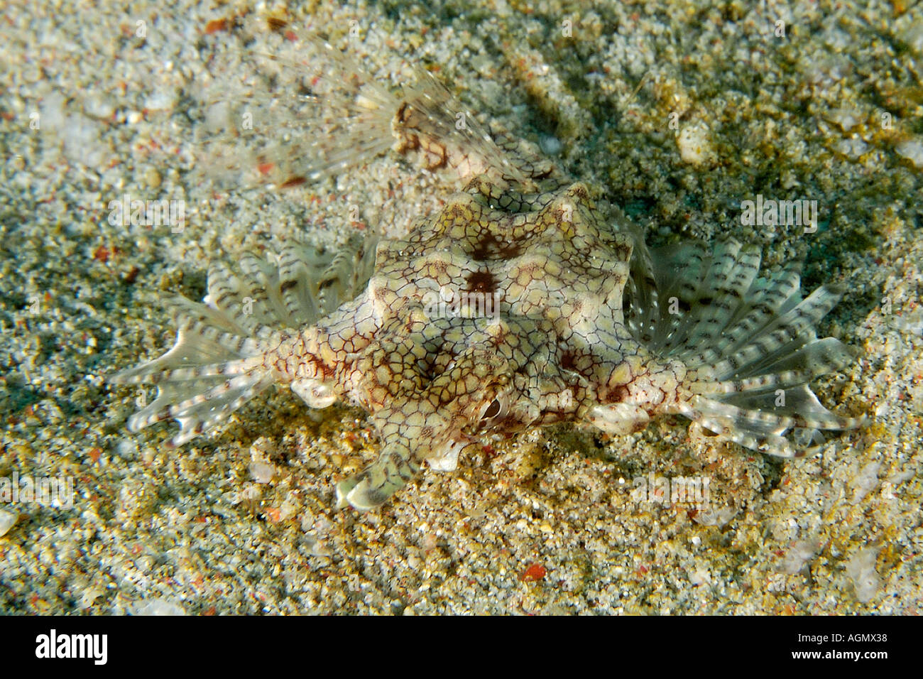 Pegasus fish or dragon sea moth Eurypegasus draconis on sandy bottom Puerto Galera Mindoro Philippines Stock Photo