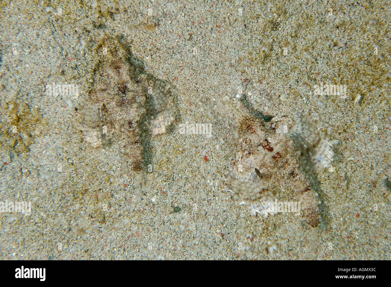 Pair of pegasus fish or dragon sea moth Eurypegasus draconis on sandy bottom Puerto Galera Mindoro Philippines Stock Photo