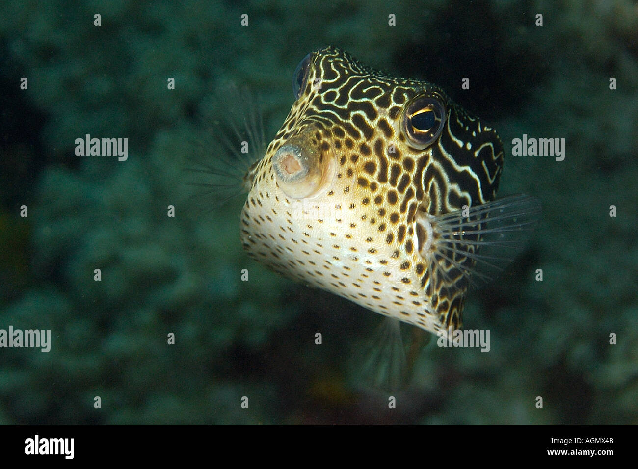 Solor boxfish Ostracion solorensis female Puerto Galera Mindoro Philippines Stock Photo