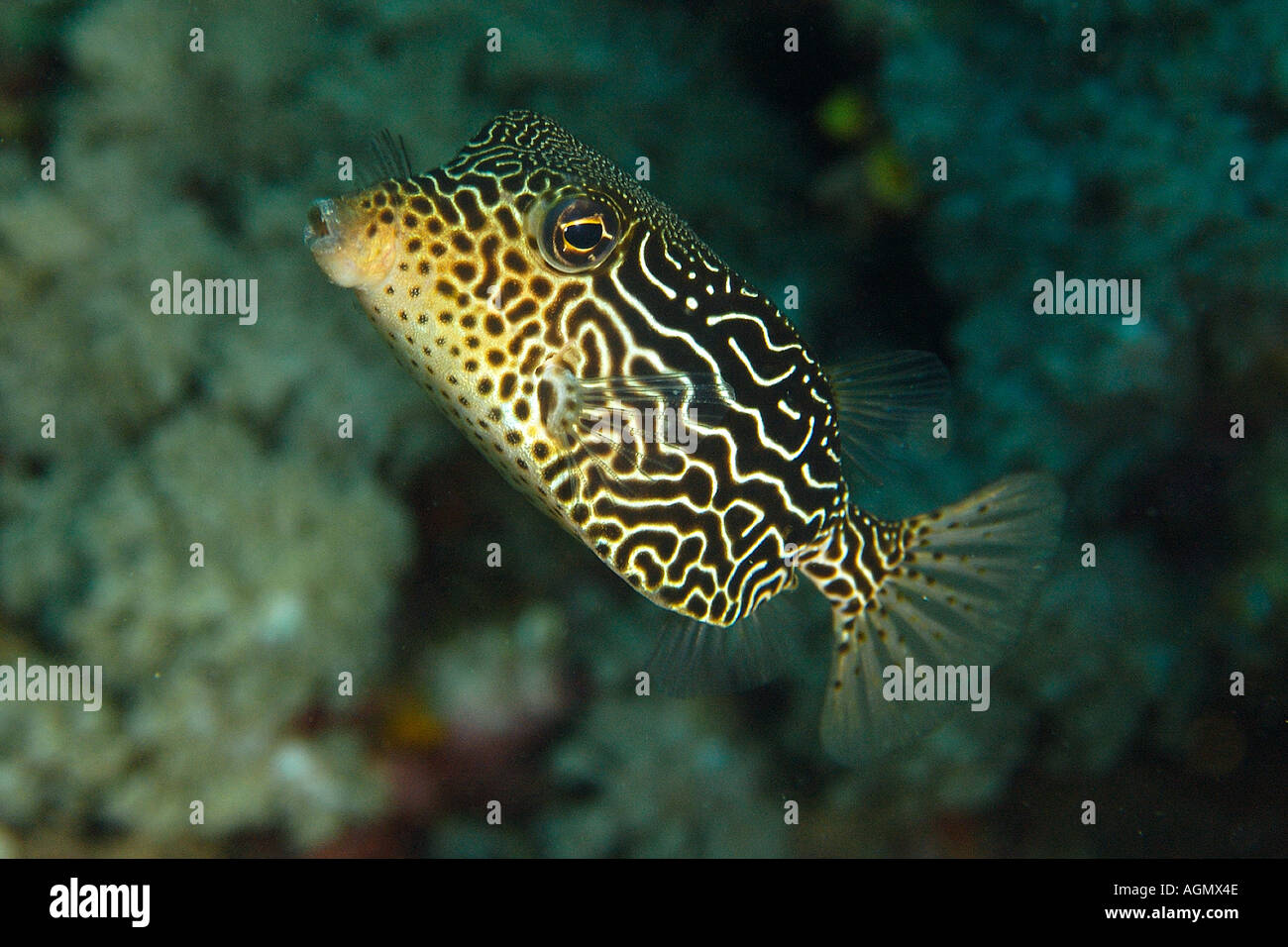 Solor boxfish Ostracion solorensis female Puerto Galera Mindoro Philippines Stock Photo
