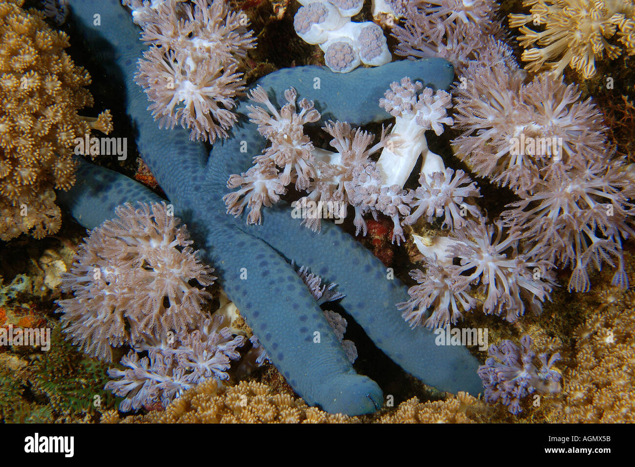 Blue sea star Linckia laevigata squeezed between flower soft coral Xenia sp Puerto Galera Mindoro Philippines Stock Photo