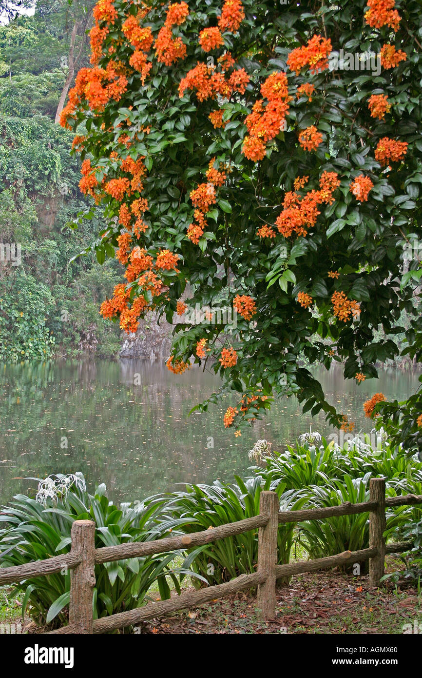 flowerering shrub Stock Photo