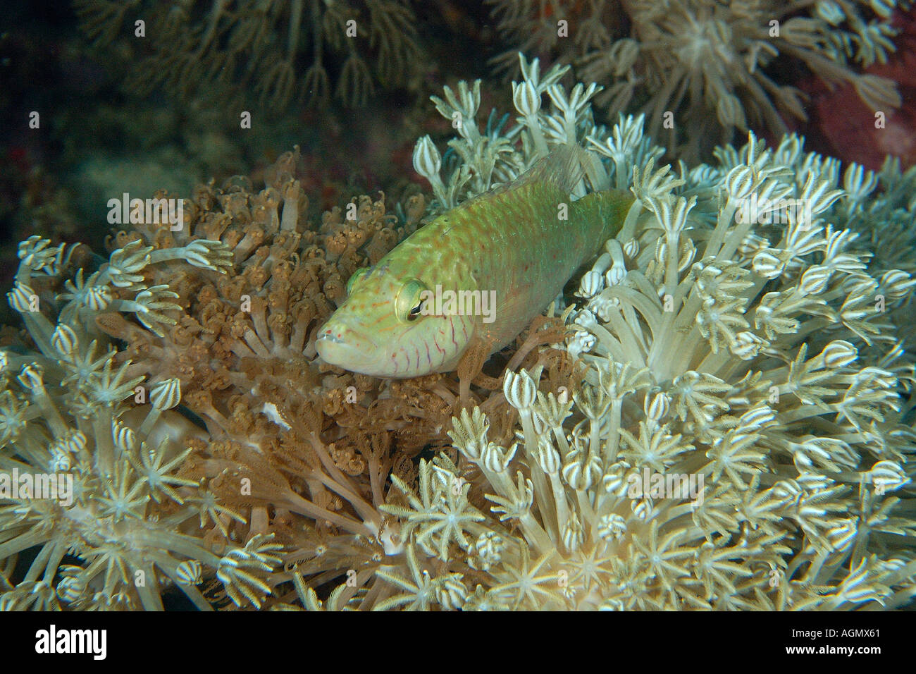 Linedcheeked wrasse Oxycheilinus digrammus perched on flower soft coral Xenia sp Puerto Galera Mindoro Philippines Stock Photo