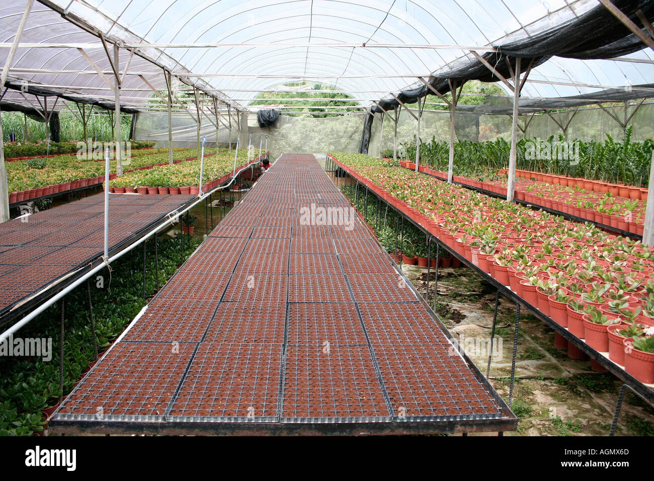 Flower growing Cameron Highlands Stock Photo - Alamy