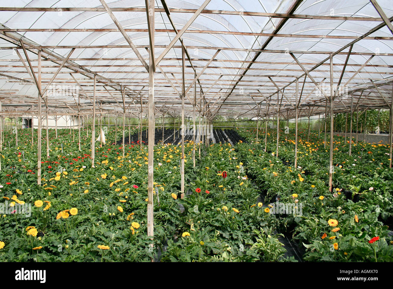 Flower growing Cameron Highlands Stock Photo Alamy