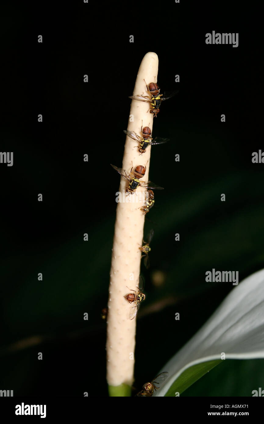 Flies attracted to Araceae spadix Singapore Stock Photo