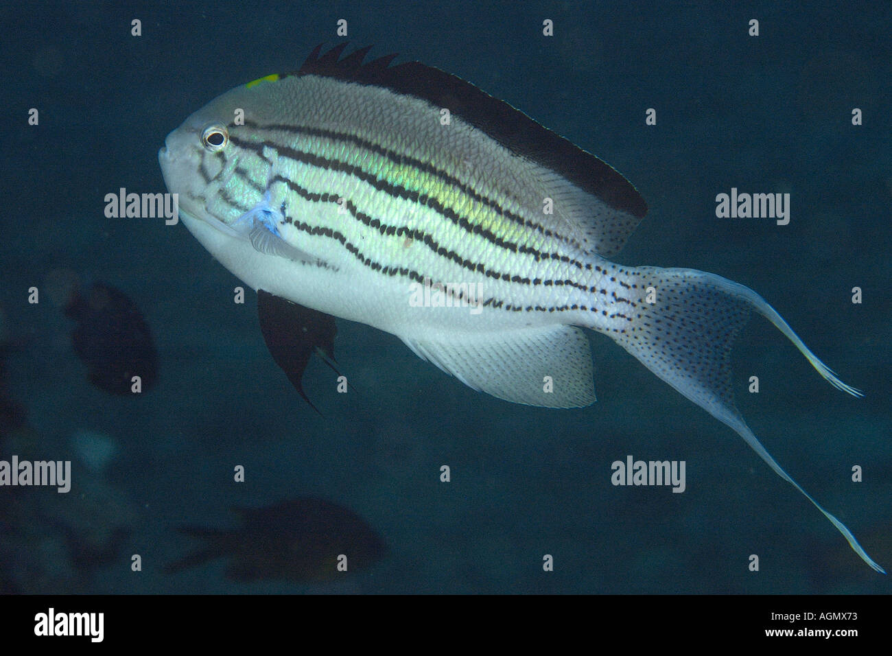 Blackstriped angelfish Genicanthus lamarck male Small La Laguna Puerto Galera Mindoro Philippines Stock Photo