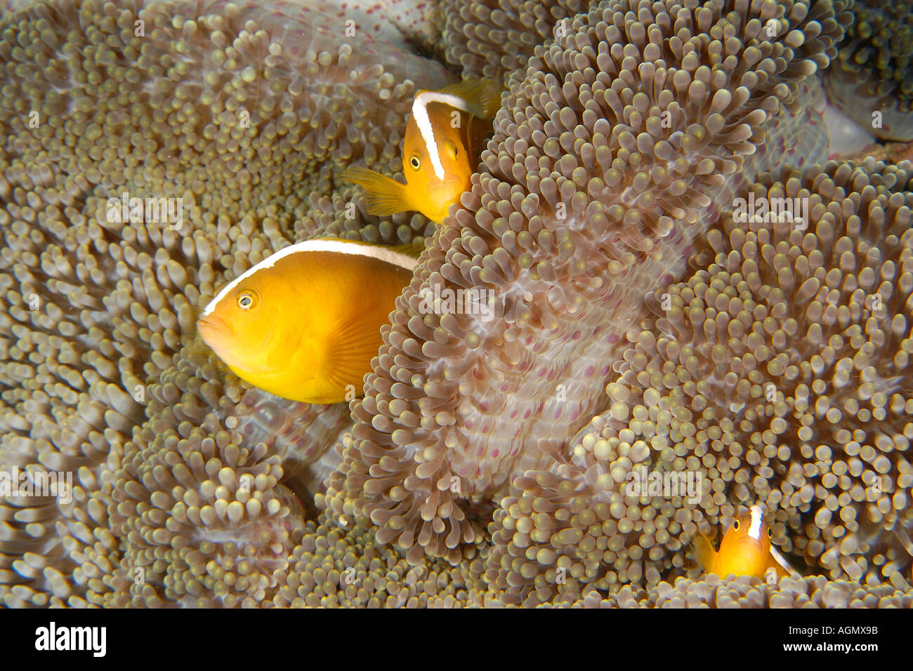 Three orange anemone fishes Amphiprion sandaracinos in Merten s sea anemone Stichodactyla mertensii Puerto Galera Philippines Stock Photo