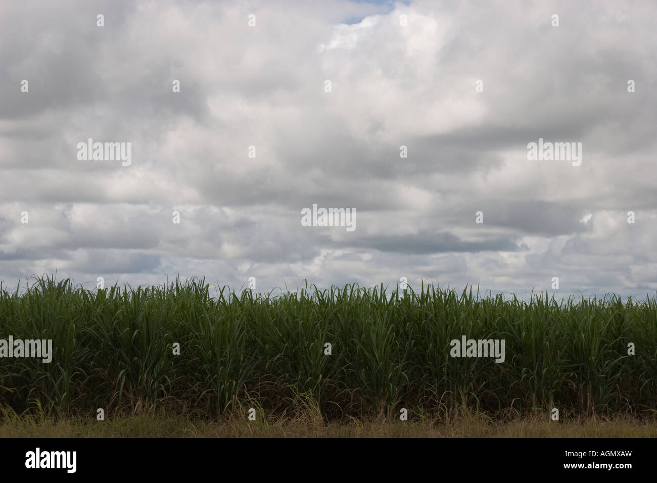 Sugar cane plantation. Aguadulce, Cocle, Panama, Central America Stock Photo
