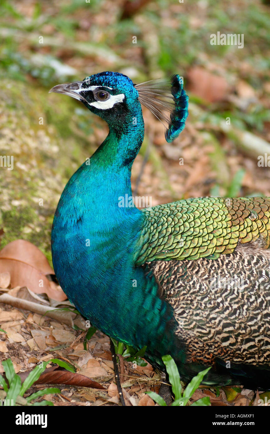 Male indian peacock hi-res stock photography and images - Alamy