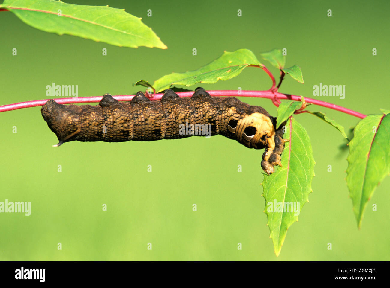 Elephant Hawk Moth caterpillar eating fuchsia Stock Photo