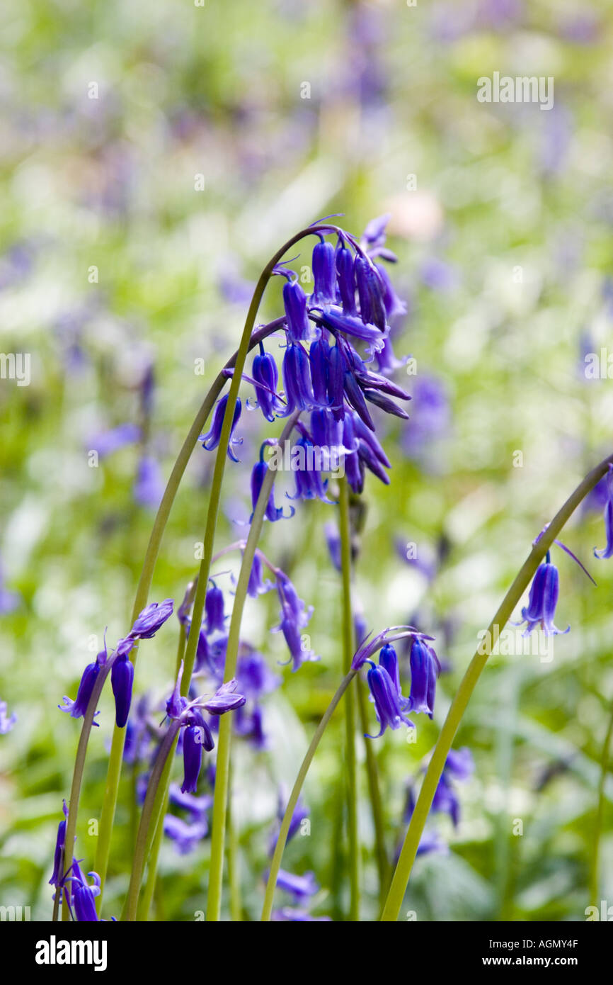 Blue bell flower in woods Stock Photo Alamy