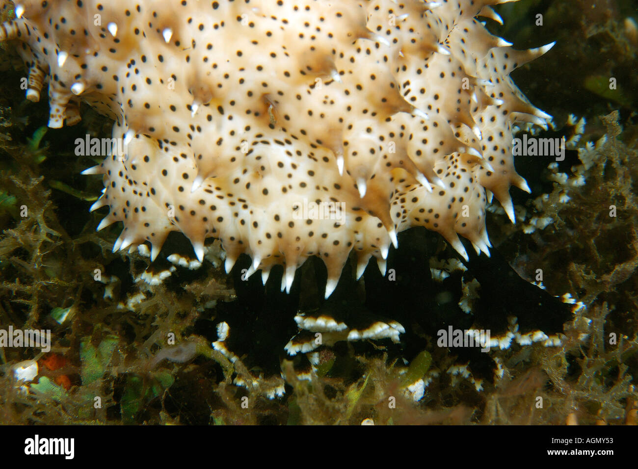 Sea cucumber Bohadschia graeffei foraging Dumaguete Negros Island Philippines Stock Photo
